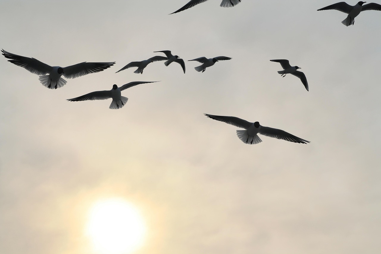 새 비행 야생 동물 - Pixabay의 무료 사진 - Pixabay