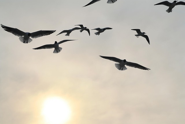 Free Bird Flight photo and picture