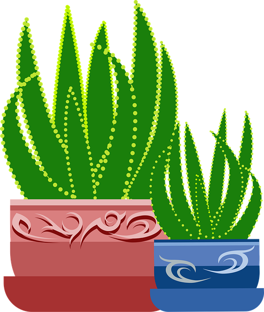 Free graphic aloe plant illustration