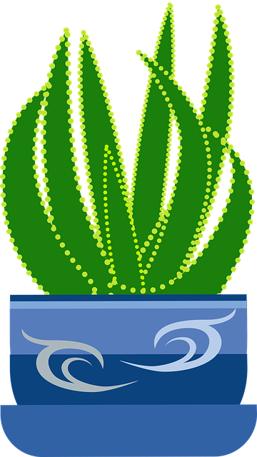 Free graphic nature aloe illustration