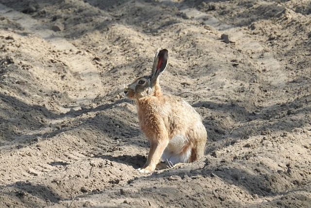 Free Field Hare Rabbit photo and picture
