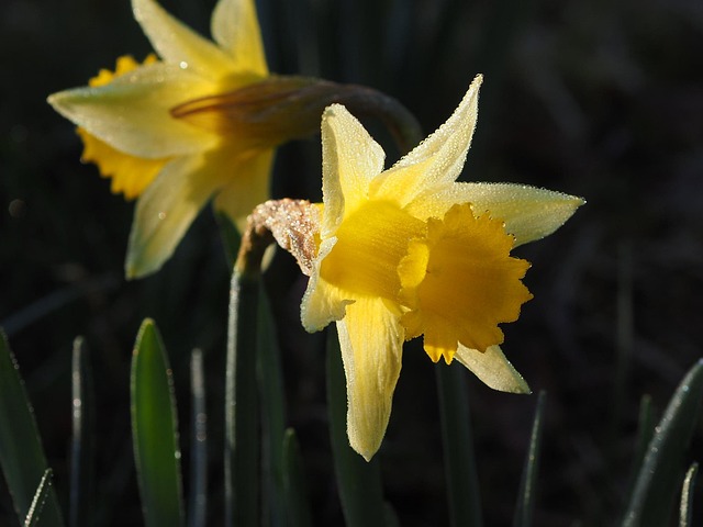 Free Nature Flower Wallpaper photo and picture