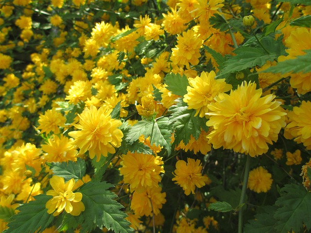Free Flower Plant photo and picture