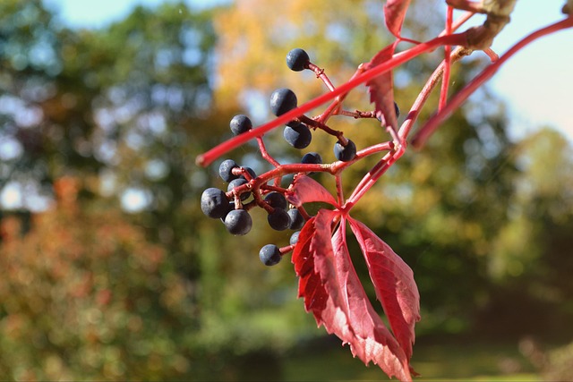 Free Nature Leaf photo and picture