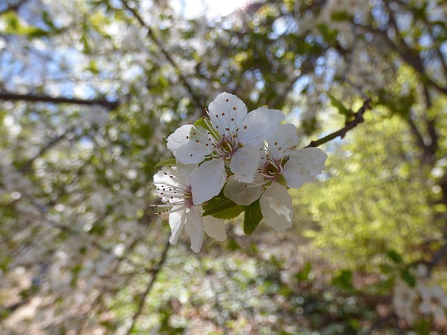 Cor, Джанка, Primavera, Montanha