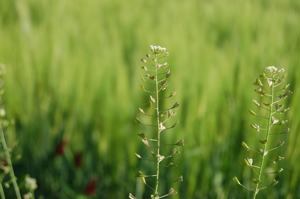 Natura, Estate, Prato, Erba, Borsa Di Pastore