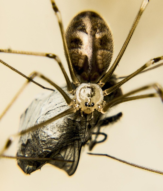 Insecto, Invertebrado, Aumento, Parásito