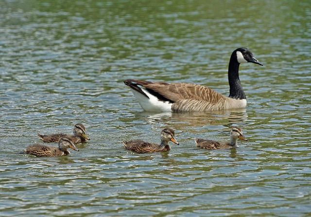 Free Bird Water photo and picture