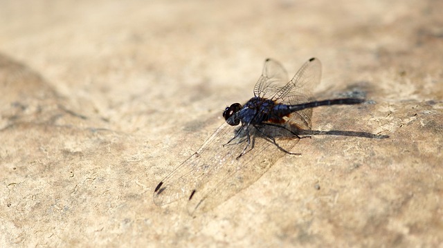 Free Nature Animal photo and picture