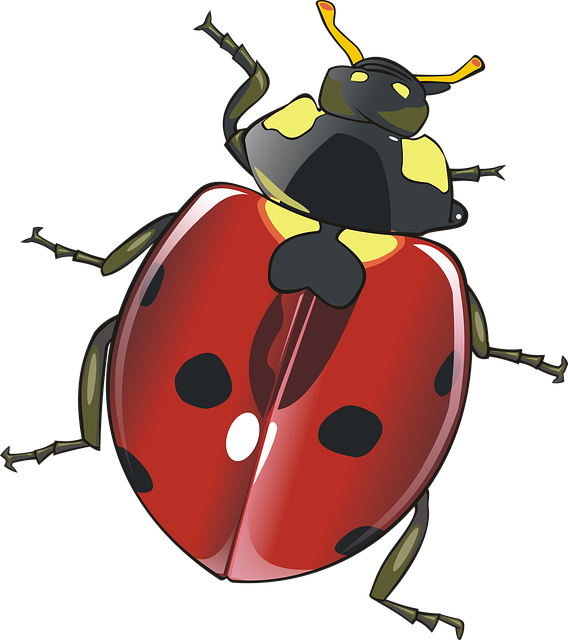 Leustean, Insecte, Gradina, Red, Negru