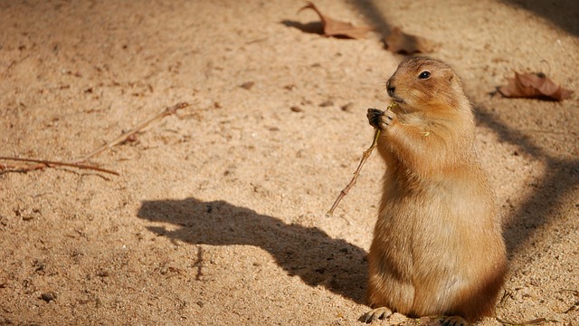Free Nature Sand photo and picture