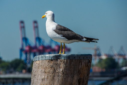 Måge, Investor, Hamburg, Havn, Vand