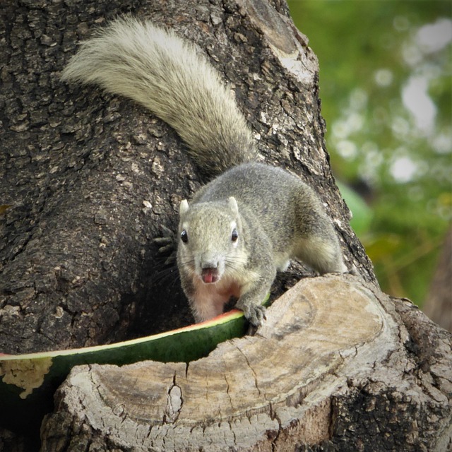 Free Mammal Rodent photo and picture
