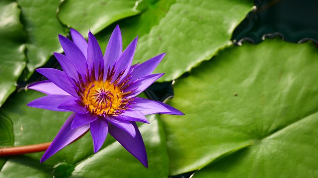 Free Sheet Flower Wallpaper photo and picture