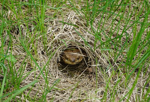 Free Toad Common Toad photo and picture