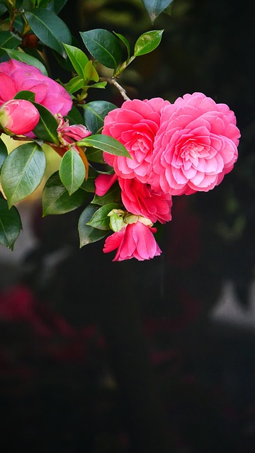 Free Flower Nature photo and picture