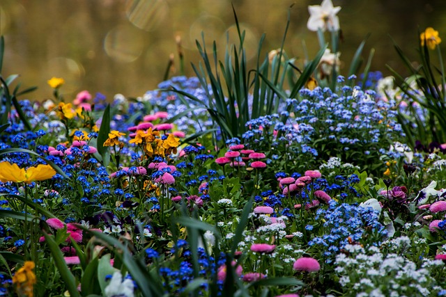 Free Flower Plant photo and picture