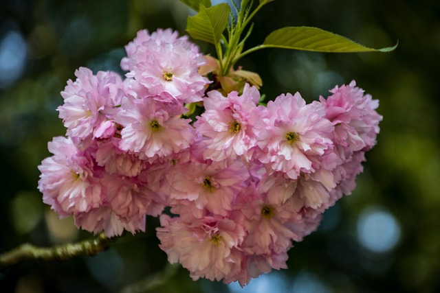 Free Flower Plant photo and picture