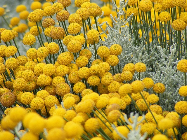 Naturaleza, Hermosas Flores, Planta