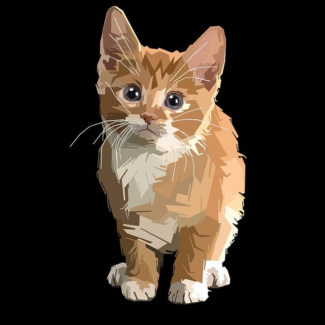 Niedlich, Haustier, Gering, Katze, Tier