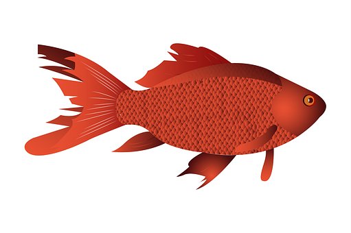 Fische, Desktop, Tier, Natur, Tierwelt