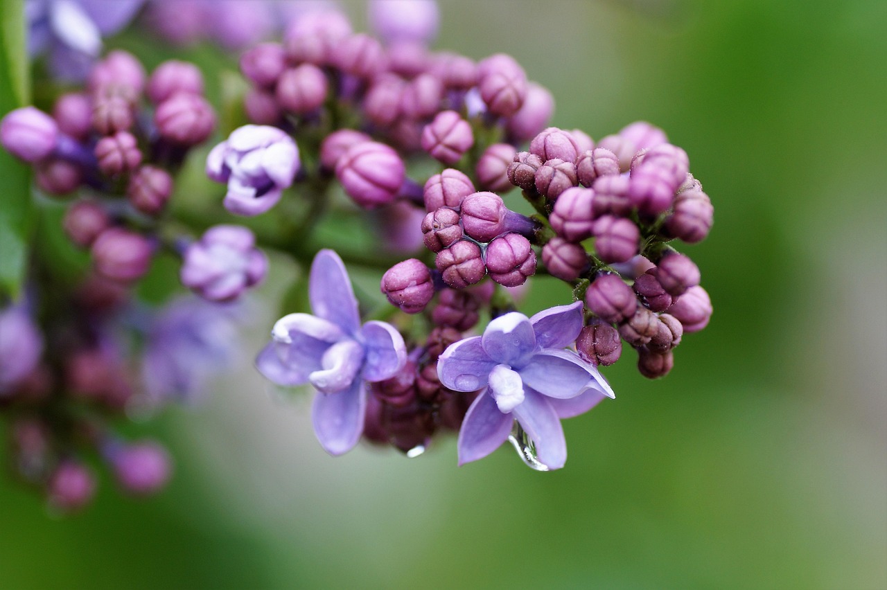 lilac, without, violet, bloom, gardens, decorative, nature, bush, spring, flowering, after rain, blooming