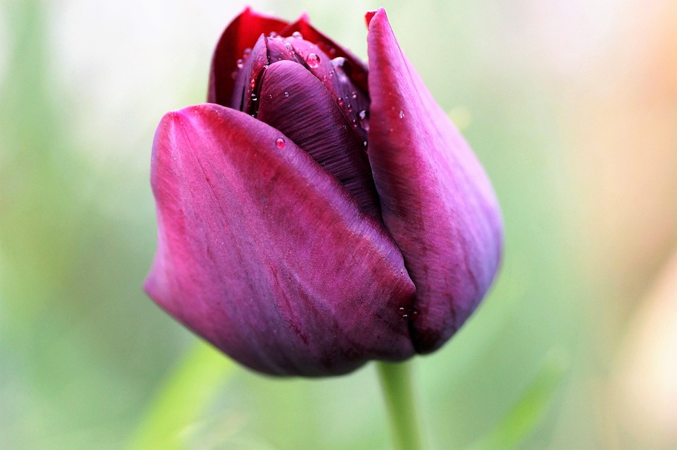 Tulip Violet Bloom Free photo on Pixabay