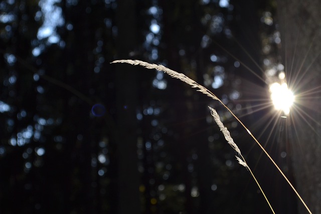 Free Outdoor Shiny photo and picture