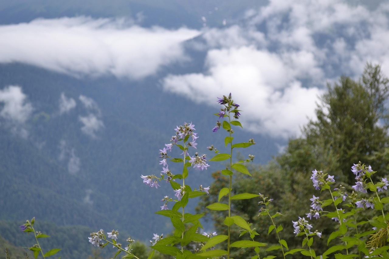 Nature Outdoors Tree - Free photo on Pixabay - Pixabay