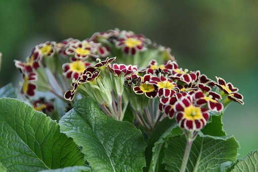 Free Auricle Spring photo and picture