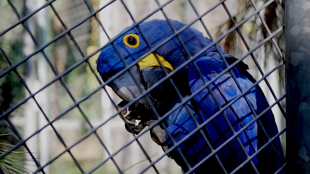 Free Bird Nature photo and picture
