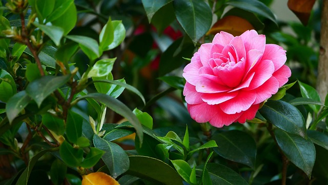Free Plant Nature photo and picture