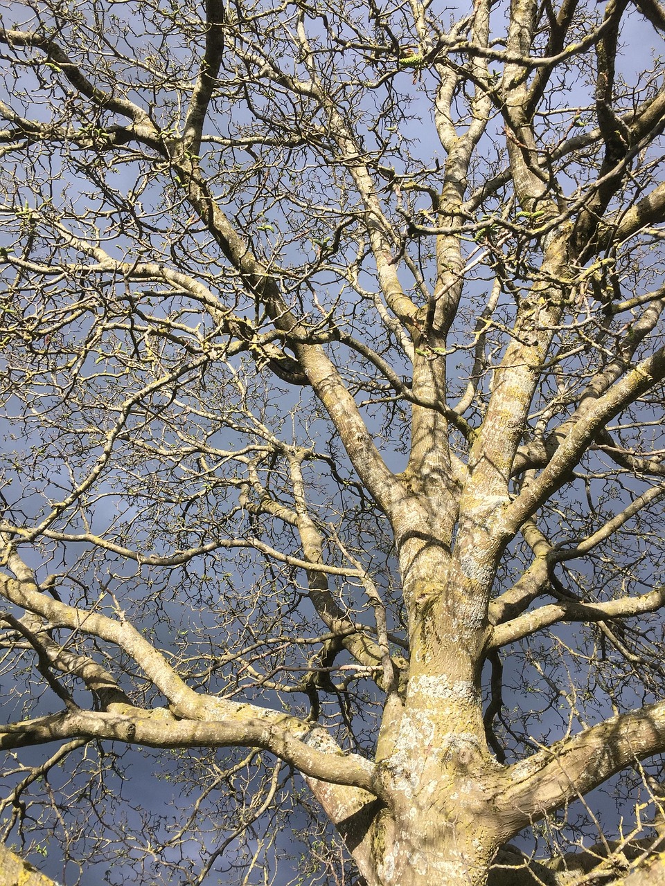 Tree Drink Plugged Free photo on Pixabay Pixabay