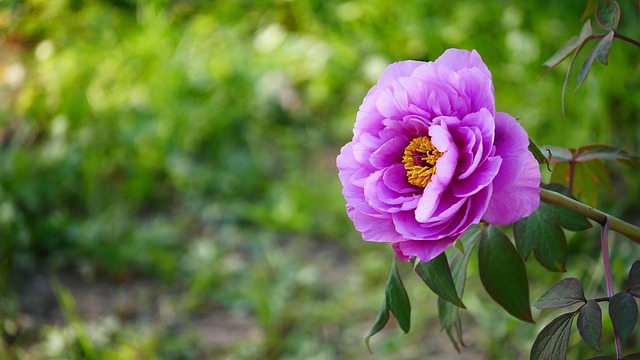 Free Nature Flower photo and picture