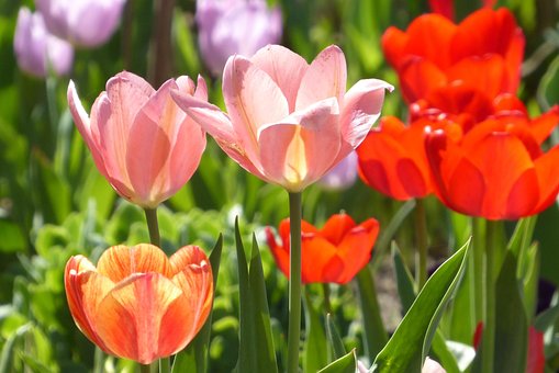 Free Tulip Plant photo and picture