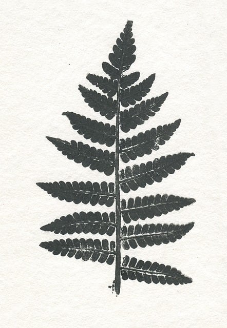 Free Leaf Nature illustration and picture