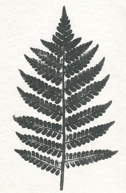 Free Leaf Nature illustration and picture