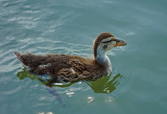 Free Nature Wildlife photo and picture