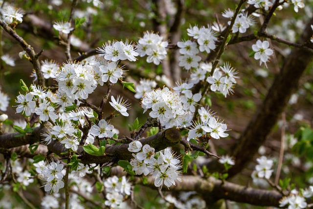 树 花 枝杈 - Pixabay上的免费照片 - Pixabay