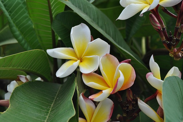 Free Tropical Plant photo and picture