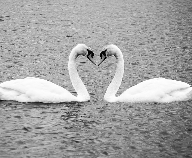 Cisne, Pájaro, Agua, Lago, Dos