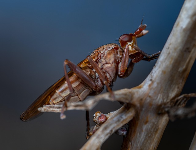 Insect Invertebrate Nature No - Free photo on Pixabay - Pixabay