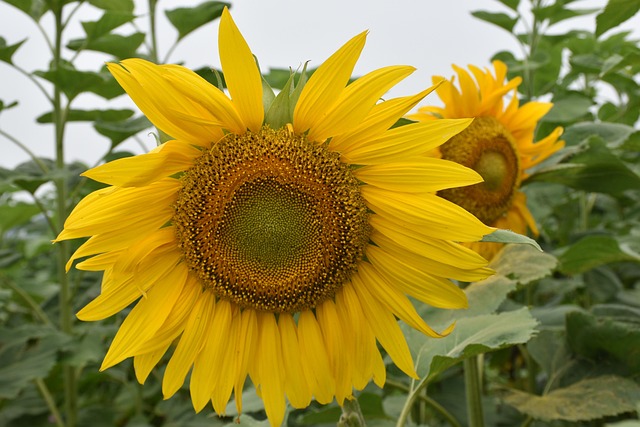 Free Flora Flower photo and picture