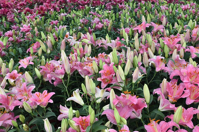 Free Flower Garden photo and picture
