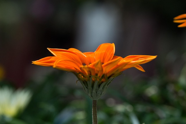 Free Flower Beautiful Flowers photo and picture