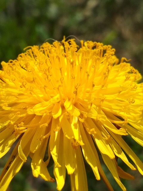 Free Yellow Dandelion photo and picture