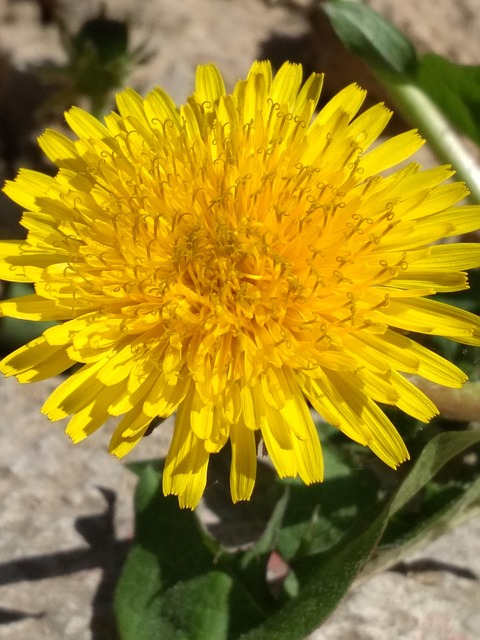 Free Dandelion Beautiful Flowers photo and picture