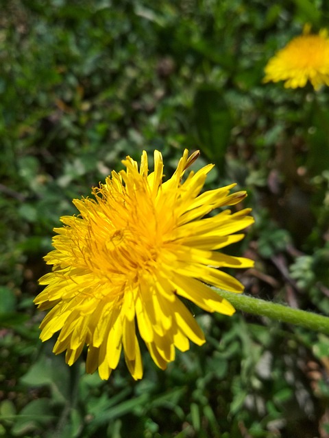 Free Spring Nature photo and picture