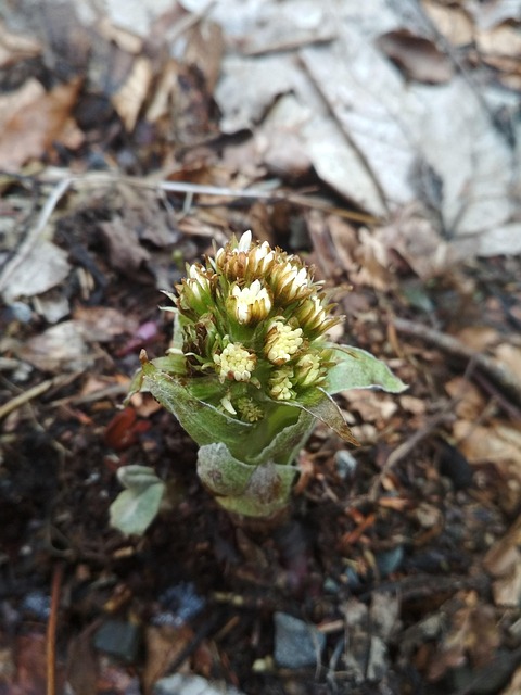 Free Macro Bloom photo and picture