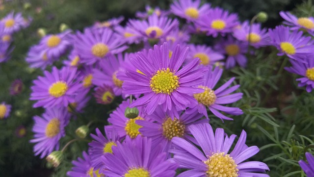 Natur, Blumen Hintergrund, Blume, Sommer